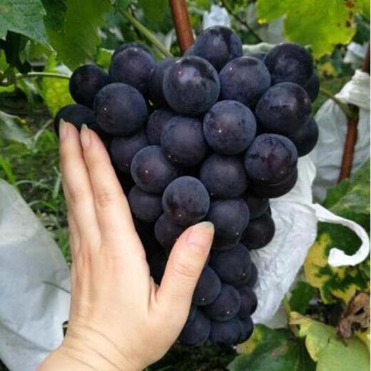 Grape seeds potted fruit tree seeds grape balcony fruit seeds grape tree raisin planting Goldfinger grape seeds 28 capsules p