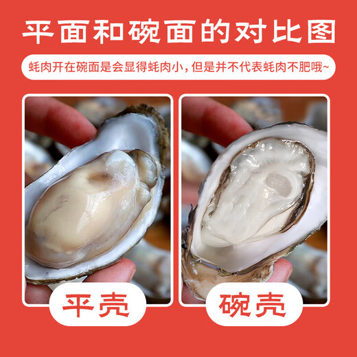 Fresh Jingcai Fresh Oysters 5XL Net weight 5Jin Jin is equal to 0.5kg 9-12 oysters, fresh to your home, fresh seafood, straight from the source