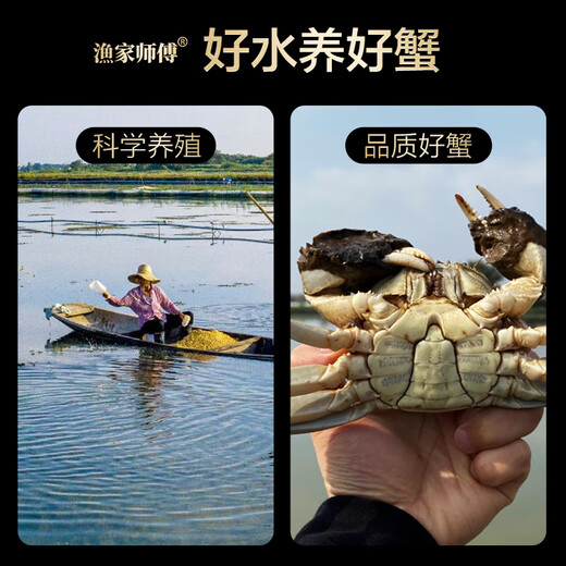 Live Crab Fisherman's Master Hairy Crab Whole Female 3.0-3.3 Liang 8 Pieces Full Weight Fresh Crabs with Rope Removed in Stock Fresh Aquatic Seafood Gift Box