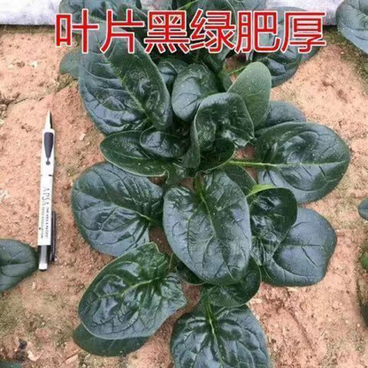 Black-leaf spinach seeds, low-lying spinach seeds, cold-resistant autumn and winter dwarf spinach, thick and non-greasy farm rapeseed, black-leaf spinach seeds, currently on sale, buy 1 song, 1 hair, 2 packs, 20 orders left