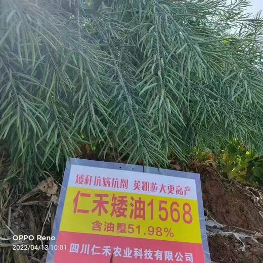 苏瑞矮杆甘蓝型油菜种子仁禾矮油1568抗病高产抗寒抗病抗旱含油量高 天油16   原装85克(寒旱首选)