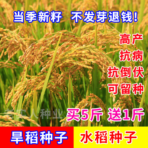 水稻种子家用高产水稻种孑旱稻种籽子东北大米糯米香稻子 金香玉686水稻【一斤价】当季新