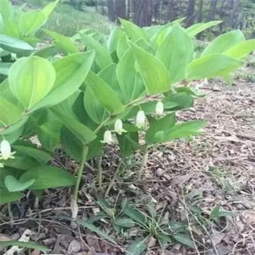 Authentic Medicinal Materials Polygonatum Seeds Chicken Head Polygonatum Tiger Ginger Chicken Claw Ginseng Claw Ginseng Yellow Pheasant Seeds Polygonatum Miao Large Leaf Seedlings Delivered 1500