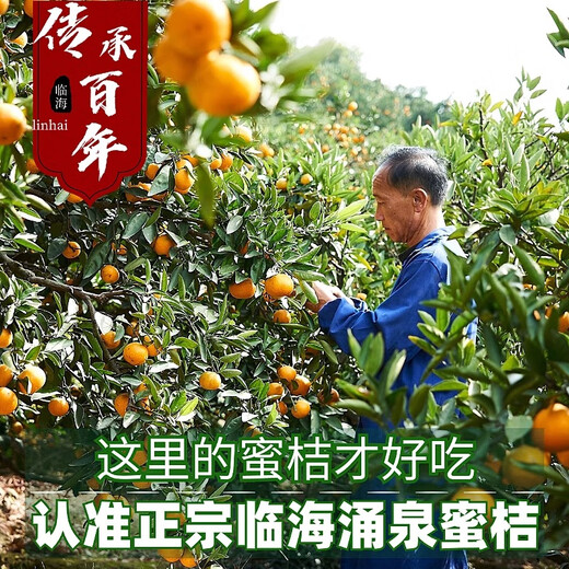 Uncle Sam's Authentic Linhai Yongquan Tangerine, Next Day Delivery to Many Places, Seedless Tangerine Orange Fruit Gift Box, Best Selling* Premium Fruit, Fruit Circumference 50-60mm, Super Sweet, Alpine Old Tree Fruit, 5 Jin Jin is equal to 0.5 kg, Gift Box, Carefully Selected by Farmers, Net 4.5