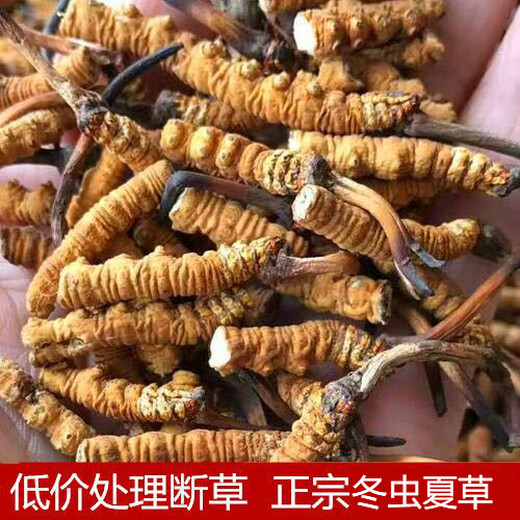 Beijing Tongrentang Quality Cordyceps Lhasa Shipping Authentic Cordyceps Gift Box Pack Broken Cordyceps Dry Gift Gift Gift Box Gift Gift Gift Gift Gift Gift Gift Gift Gift Gift Gifts 50g Selected Big Broken Cordyceps [Family Practical]