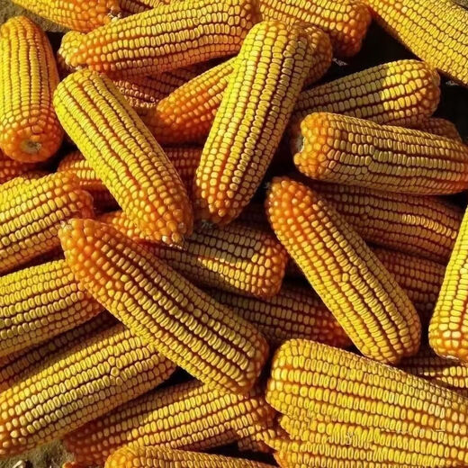 Suiyiman Jingke 968 high-yielding corn seeds, short stems and big sticks, drought-resistant and high-temperature resistant purple gold version white shaft corn seeds purple gold version original 4000 grains