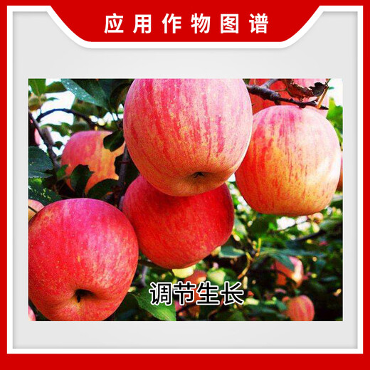 Xinruifeng Ruijunguo 2% gibberellic acid A4+A7 apple tree fruit-increasing plant growth regulator 100ml 100ml