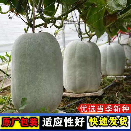 Pink-skinned winter melon seed trellis climbing white winter melon field outdoor greenhouse complete collection of vegetable seeds that are easy to grow in all seasons Pink-skinned winter melon seeds 1 pack about 20 capsules