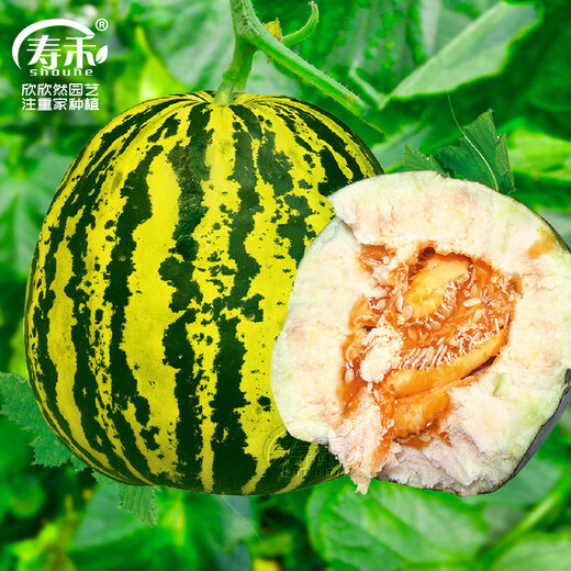 Shouhe Green Skin Melon Seeds Large Whole Melon Flower Skin Melon Seeds 100 capsules x 2 Cost-effective
