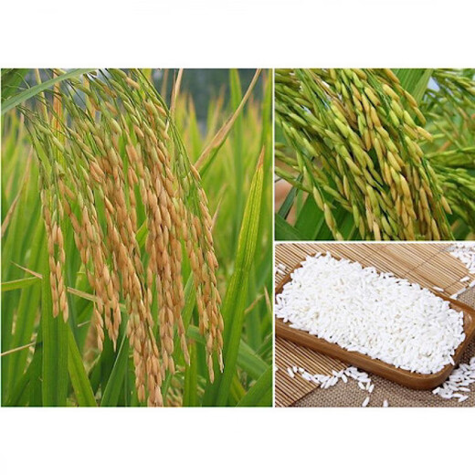 Guizhou glutinous rice seeds, long-grain fragrant glutinous rice seeds, paddy field seeds, Huinuo 330 pearl glutinous rice seeds, early and late rice seeds, regular Huinuo 330, one pack (500 grams of long glutinous rice)