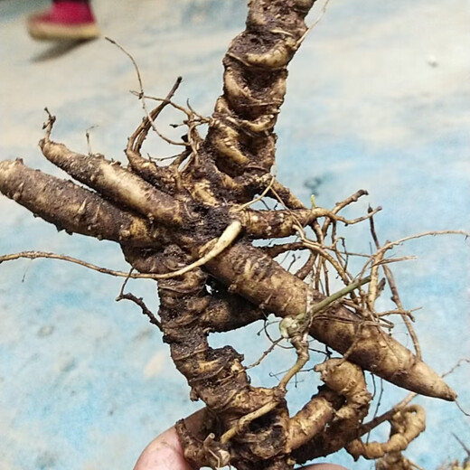 Authentischer wilder frischer Bambus Ginseng Wild Seng, Panqi Longqi Bambus Ginseng, chinesische Kräutersuppe, 250 Gramm frischer Bambus Ginseng (ca. 10 Jahre) Bamboo Ginseng