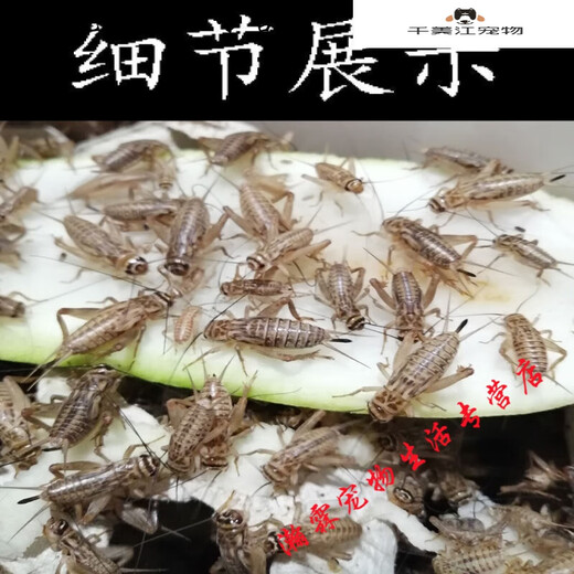 [Quick Delivery] White crickets live feed lizard gecko spider arowana fish bird food needle cricket oil gourd 1-2 cm 200 white crickets
