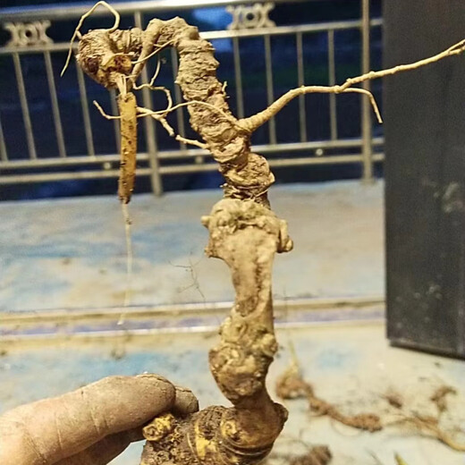 Authentischer wilder frischer Bambus Ginseng Wild Seng, Panqi Longqi Bambus Ginseng, chinesische Kräutersuppe, 250 Gramm frischer Bambus Ginseng (ca. 10 Jahre) Bamboo Ginseng