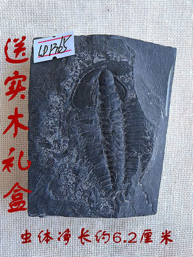 
God-Zhi Trilobite Fossil Pavlov ammonite polished crown trilobite ornament SN4359 1369 Spotted snail fossil Wooden box