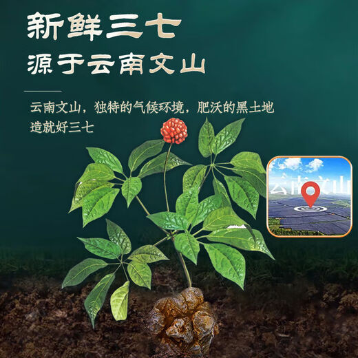 
Heyunchun Fresh Panax notoginseng oral liquid Treasure Panax notoginseng Yunnan Manufacturer Fresh Panax notoginseng Full Plant Essence Raw Powder Two boxes [60 pieces of rare Panax notoginseng]
