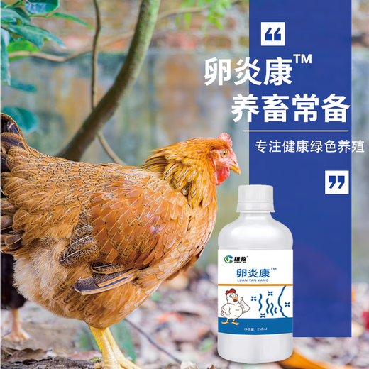 Egg Yankang for male herding pigeons, chickens, ducks and geese, for laying hens, salpingitis, blood shell eggs, for pigeons that do not lay eggs, Ou Yankang*1 bottle, general purpose for chickens, ducks and geese
