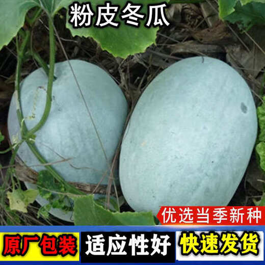 Pink-skinned winter melon seed trellis climbing white winter melon field outdoor greenhouse complete collection of vegetable seeds that are easy to grow in all seasons Pink-skinned winter melon seeds 1 pack about 20 capsules
