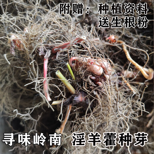Qinling Epimedium Seeds Epimedium Seedlings Chinese Medicinal Seeds Fairy Spleen Three-branched Nine-leaf Grass 1 Jin Jin equals 0.5 kilograms with buds and rhizomes (more than 40 Song root powders) bare roots without soil