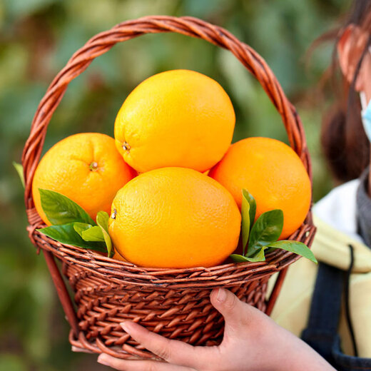 Gannan navel oranges, authentic Jiangxi Ganzhou oranges, whole box of fresh fruits, sweet oranges for pregnant women, group purchase gift box, New Year's Day, net weight 9-10Jin, Jin is equal to 0.5kg, single fruit 200g-300g+