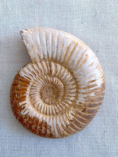 
God-Zhi Trilobite Fossil Pavlov ammonite polished crown trilobite ornament SN4359 1369 Spotted snail fossil Wooden box