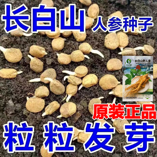 Changbai Mountain ginseng seeds, wild ginseng seeds, easy to grow Chinese medicinal materials in all seasons, easy to live indoor flower pots, ginseng seeds shipped without buds, big sale, 2 bags selected, about 104 capsules