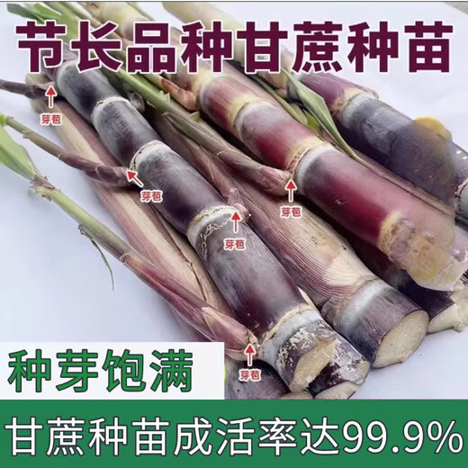 Mu Chun'ao sugarcane seeds, Guangxi black-skinned seeds, yellow-skinned high-yielding sections, 3 to 7 buds, crispy sweet green-skinned saplings, 100 black-skinned sugarcane sections (3-6 per section, less than 15cm