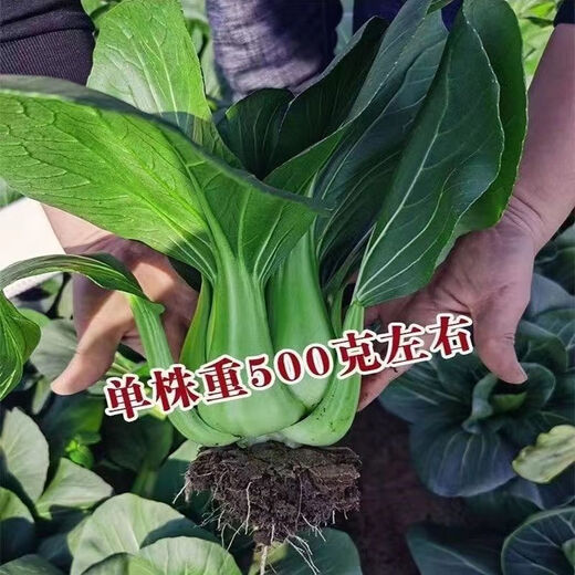 Black big-headed short-footed Suzhou green fresh green stem vegetables and leafy vegetables, soft and glutinous sweet cabbage, sowing vegetables all year round. Selected black big-headed Suzhou green seeds 6000 capsules