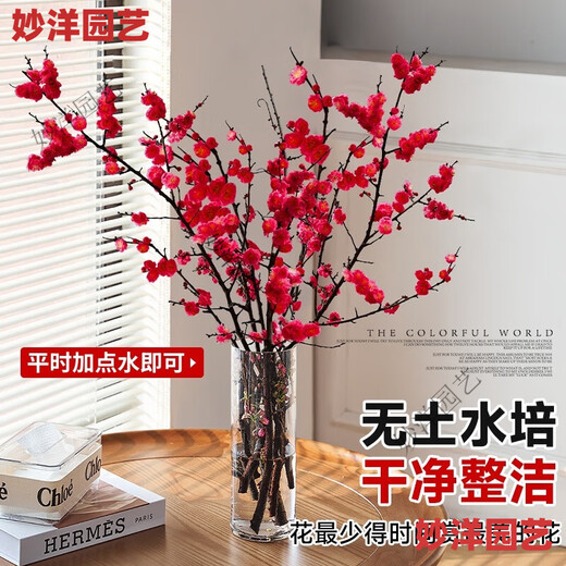 Hydroponic flowering, hydroponic fresh-cut red plum blossoms, indoor fragrant cold-resistant flowers, bloom when exposed to water, peach branches New Year's Eve flowers, fresh-cut red plum blossoms, long flowering period, with buds + #Buy 10 plus 10 (received 20) full bloom
