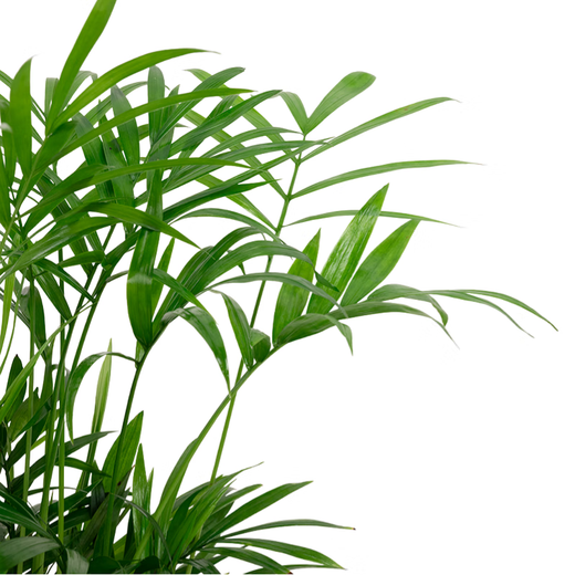 Meet Literature and Art 1 Pot of Pocket Coconut