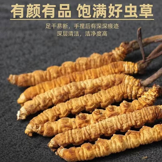 
Cordyceps sinensis, high-altitude cordyceps dry goods in Tibetan areas, nourishing gift box, 2 sticks per gram, 20 sticks gift box