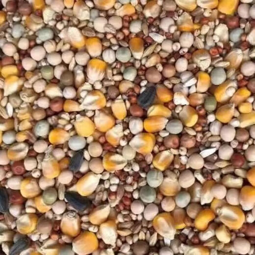 New pigeon food nutrition contains corn 10kg bird food homing pigeon white adult young pigeon ornamental pigeon food without corn pigeon food 10Jin Jin is equal to 0.5 kg