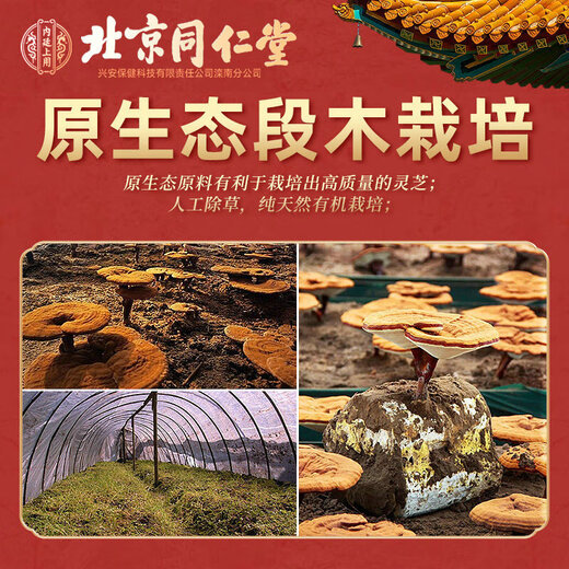 Tongrentang Ganoderma lucidum spore oil soft capsules, broken wall Ganoderma lucidum spore powder extraction, enhance immunity, gift for adults, middle-aged and elderly people [0.5g*30 capsules*2 bottles]*1 box