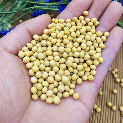 Zhifazhe New Bean Xiaojinhuang 690 Sojabohnen 5Jin Jin entspricht 0,5 kg. Aus kleinen Sojabohnen werden Natto-Perlen hergestellt. Xiaojinhuang 1Jin Jin entspricht 0,5 kg.