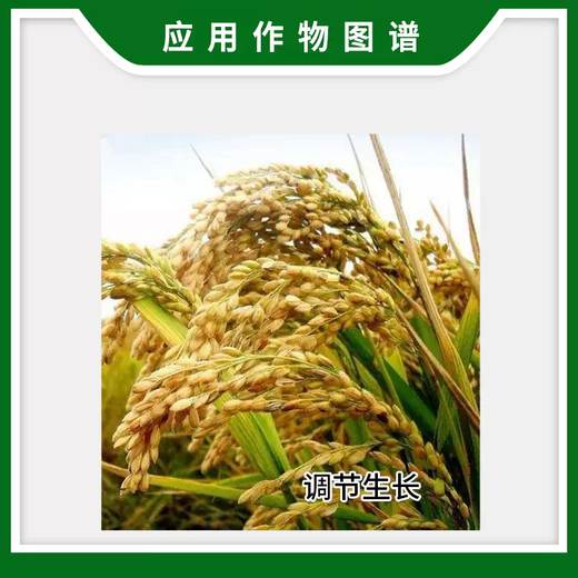 Lanyue Aigensheng 2% indolebutyric acid naphthalene acetic acid rice growth regulator to improve transplantation and root growth regulator 200g