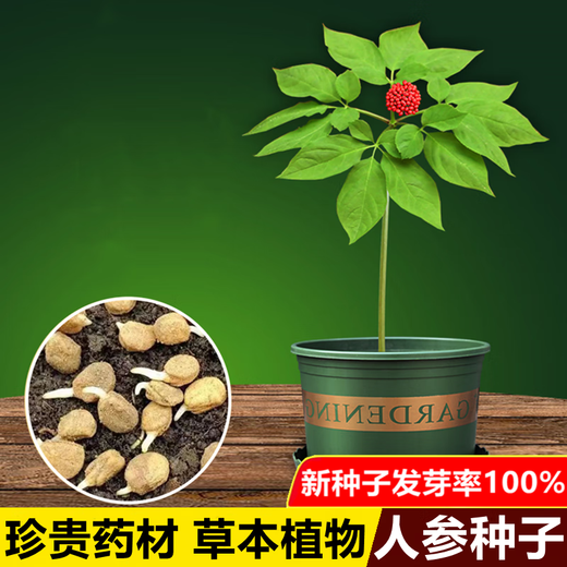 Changbai Mountain ginseng seeds, wild ginseng seeds, easy to grow Chinese medicinal materials in all seasons, easy to live indoor flower pots, ginseng seeds shipped without buds, big sale, 2 bags selected, about 104 capsules
