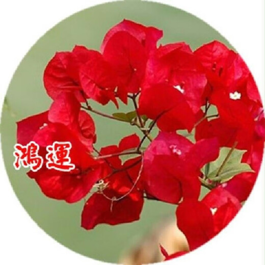 Bougainvillea seeds Bougainvillea seed larvae Bougainvillea flower seeds Bougainvillea flower seeds Potted Four Seasons Eight Mixed 100 capsules of the above varieties