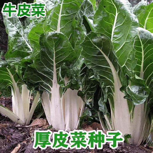 Bohui Brassicae Seeds are edible white stems, large broad leaves, thick skins, high-yield all-season old varieties, spring and old Genda vegetable seeds. Broad-leaf Brassicae 4 packs and 6 packs (40 people choose)