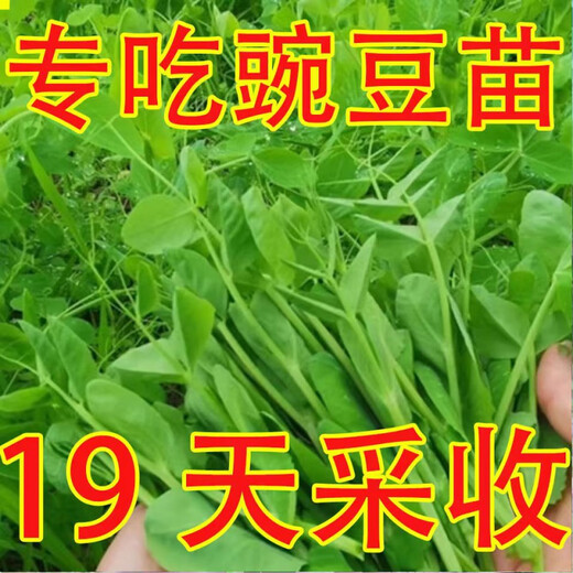 Pea seedling seeds do not require pea tip seeds, autumn southern bean seedlings, green sprouts, sprouts, sowing farm vegetables in all seasons, vegetable farmers 10 packs, field quality
