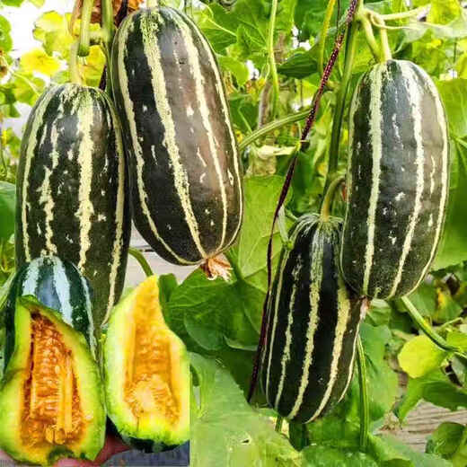 Yimizhu early-maturing thin-skinned rock sugar melon seeds, crispy, sweet and delicious cantaloupe seeds, high-yielding fruits for spring and autumn vegetable planting, rock sugar melon seeds 100 capsules *1 pack + fertilizer