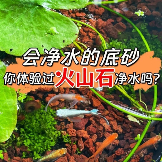Volcanic stone granular filter material ancient fish tank landscaping bottom sand decoration turtle natural water grass mud succulent base soil A-grade finely screened volcanic stone 1-3 cm 5Jin Jin is equal to 0.5 kg