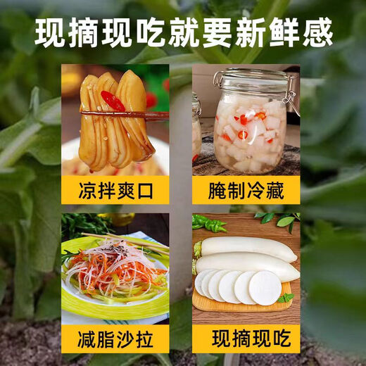 Crisp, sweet and refreshing fresh white radish, fruity radish, must-have pickled pickled vegetables for breakfast cold stir-fried hot pot. Fresh white radish 6Jin Jin equals 0.5kg. Selected boxes included.