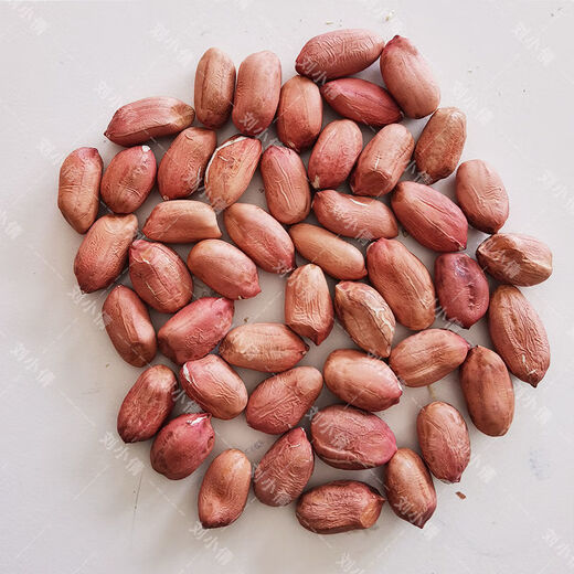 Peanut seed original seed Academy of Agricultural Sciences new variety shelled peanut thin shell large peanut seed high yield short stalk Luhua No. 8 shelled original seed hand-selected 2500 grams (five Jin Jin is equal to 0.5 kilograms)