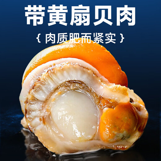 Selling Fish Qilang Frozen Large Yellow Scallop Meat Net Weight 3Jin Jin is equal to 0.5kg, about 120-180 pieces, clean and sand-free, barbecue seafood