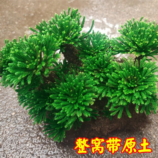 Shantou Lincun Selaginella nine-dead resurrection grass desktop flowers and plants bonsai potted rockery combination absorbent stone calamus orchid. The whole nest of about 9 to 11 heads is dug on the same day. Pallets are not included.