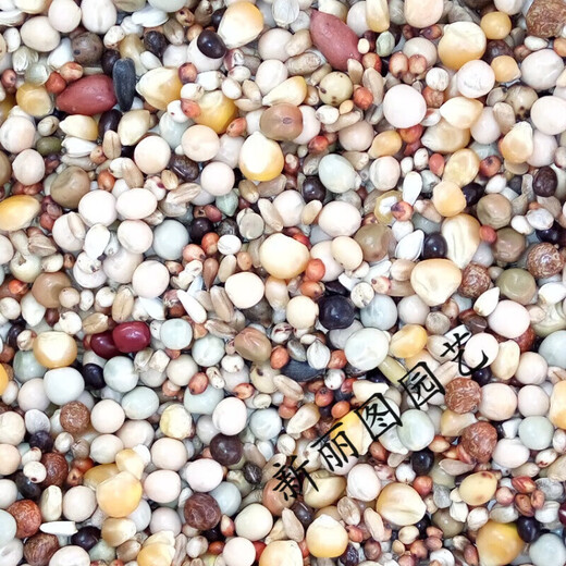 Pigeon feed with or without corn, sorghum, wheat, peas, pigeon food nutrition, pigeon food, bird food, pigeon food, letter, young pigeon, A-level clearance, 5 Jin, Jin is equal to 0.5 kg.