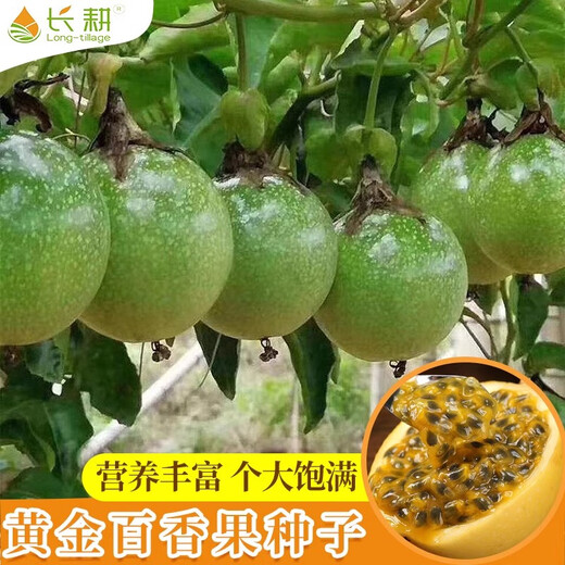 Long-cultivation Golden Passion Fruit Starry Passion Fruit Sowing Balcony Potted Golden Egg Fruit Passion Fruit Seeds in Spring and Autumn Four Seasons Golden Passion Fruit 50 Original