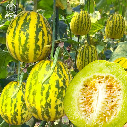 Dayu Balixiang muskmelon seeds cantaloupe old variety tiger skin melon field planting autumn and winter extra large Balixiang muskmelon muskmelon seeds about 30 pieces