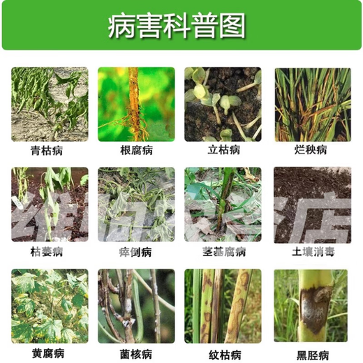 30% Aphrodisiac, dead seedlings, root rot, root blight, root rot, damping-off and stem rot fungicide 500g