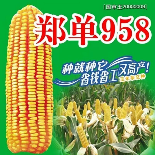 Высокоурожайные семена кукурузы Zhengdan 958, одобренные на национальном уровне Zhengdan 958 Daquan, большая палочка, белый вал, устойчивость к полеганию и засухоустойчивость, карликовые прицветники, Академия сельскохозяйственных наук Mixifeng Zhengdan 958 4Jin Jin соответствует 0,5 кг 1 мешок