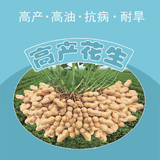 Peanut seed original seed Academy of Agricultural Sciences new variety shelled peanut thin shell large peanut seed high yield short stalk Luhua No. 8 shelled original seed hand-selected 2500 grams (five Jin Jin is equal to 0.5 kilograms)